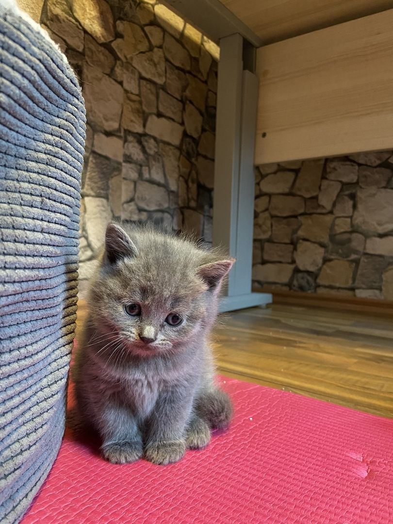 Wunderschöne BKH Kitten reinrassig