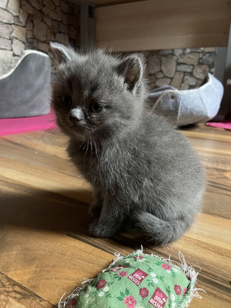 Wunderschöne BKH Kitten reinrassig
