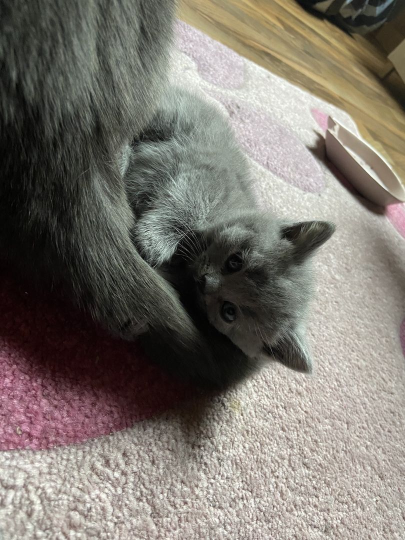 Wunderschöne BKH Kitten reinrassig