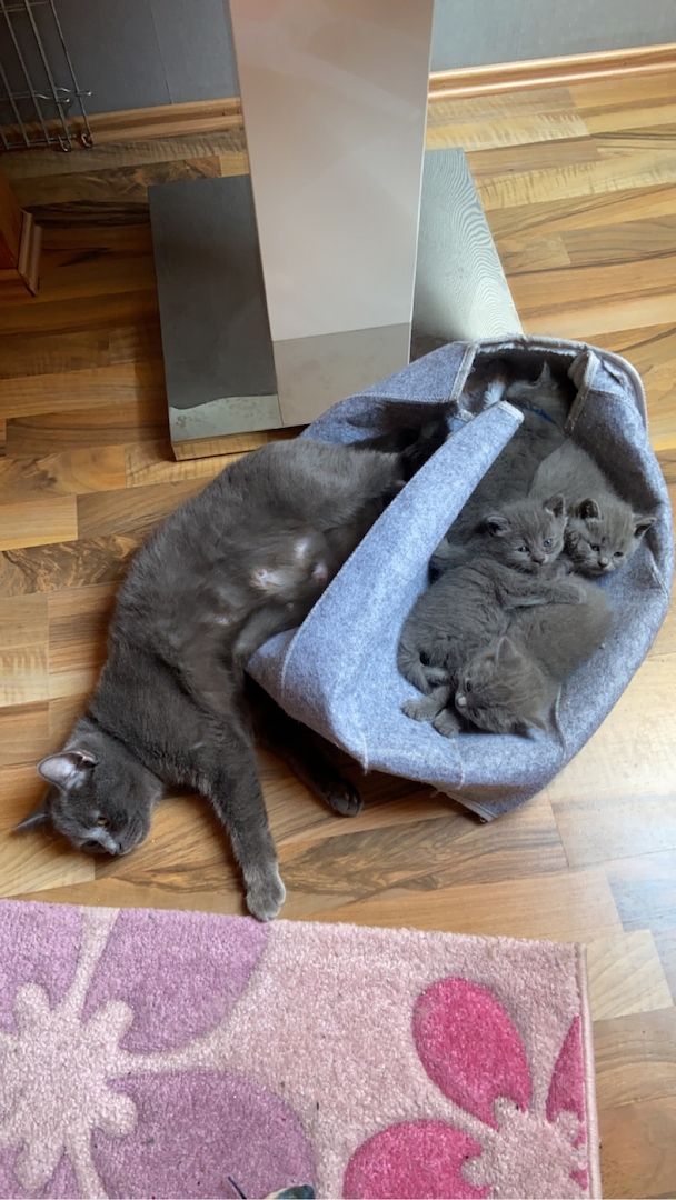 Wunderschöne BKH Kitten reinrassig