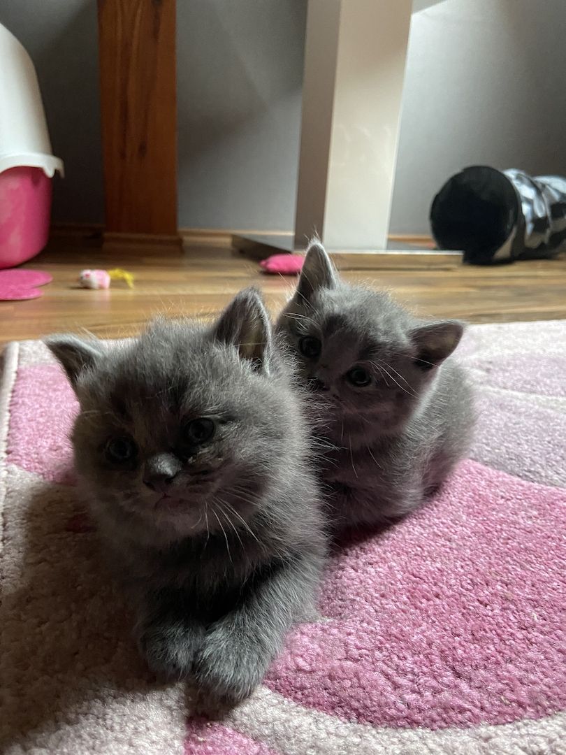 Wunderschöne BKH Kitten reinrassig