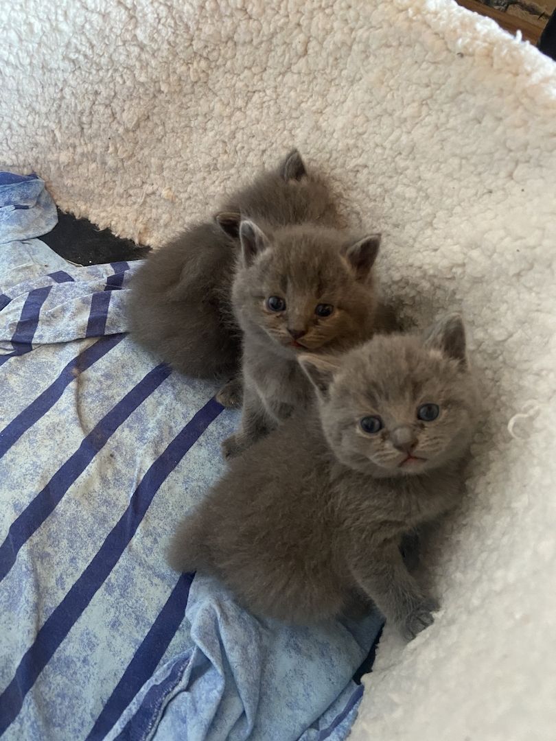 Wunderschöne BKH Kitten reinrassig