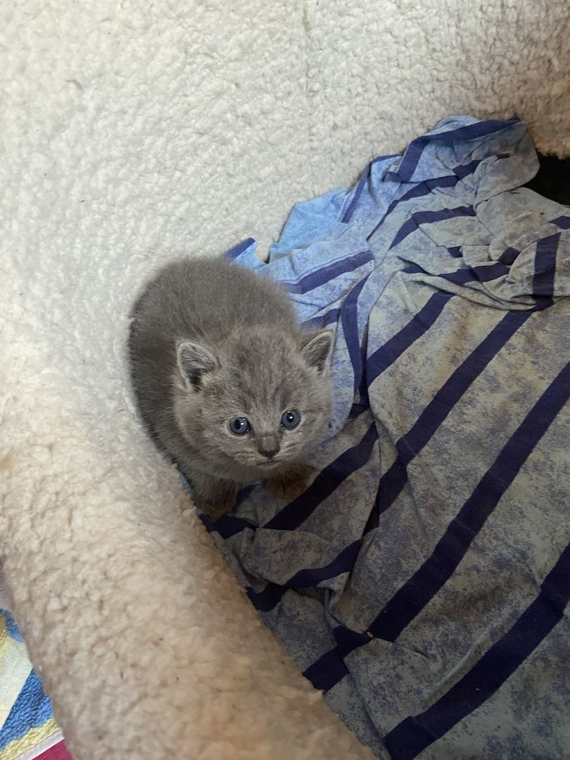 Wunderschöne BKH Kitten reinrassig