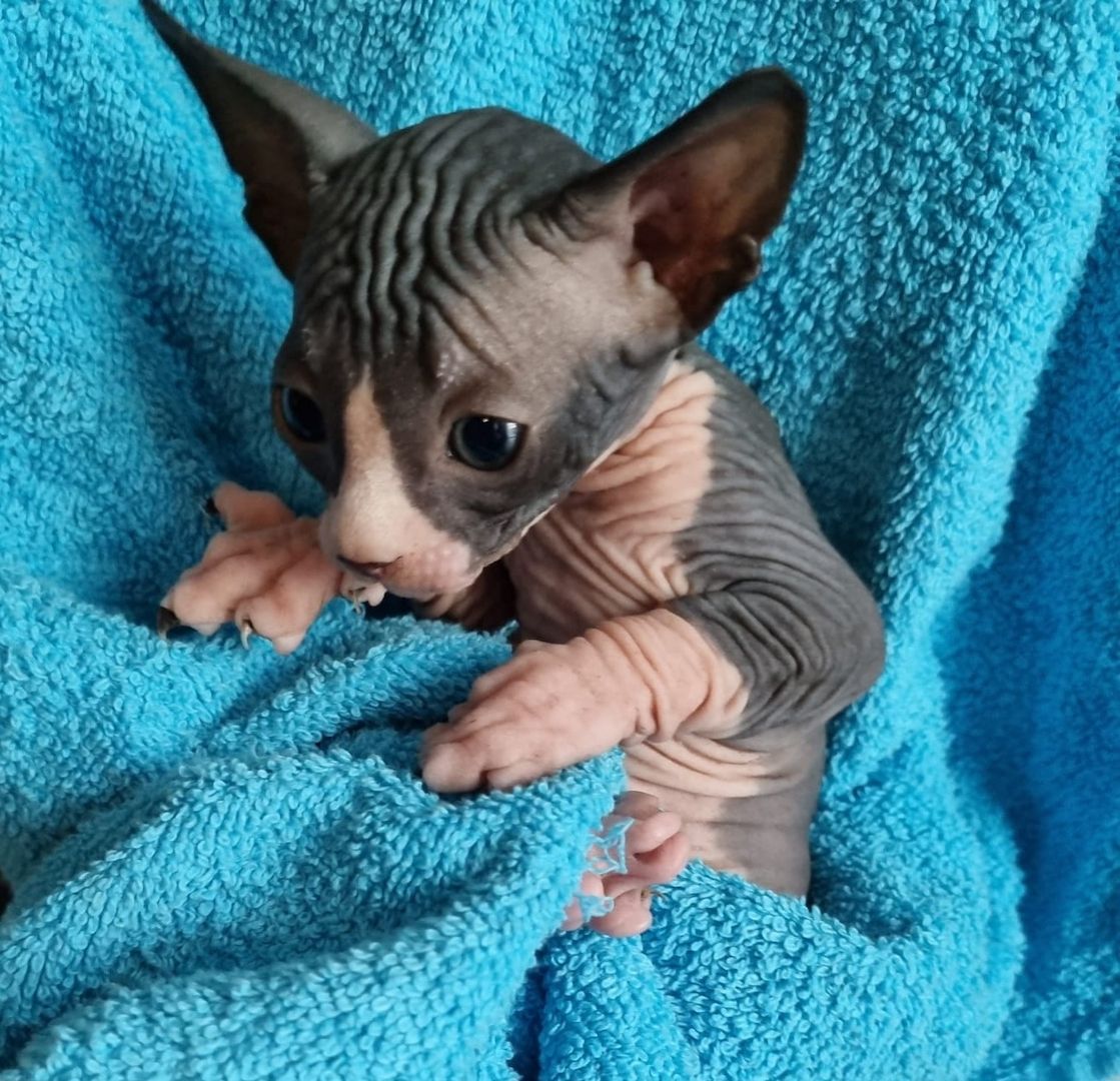 Sphynx Kitte Sphynx Kitte