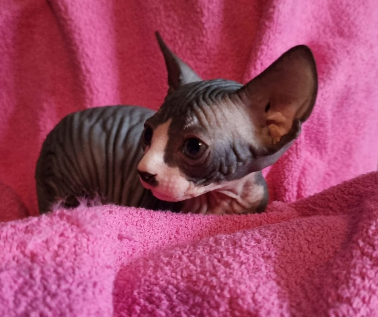 Sphynx Kitte Sphynx Kitte