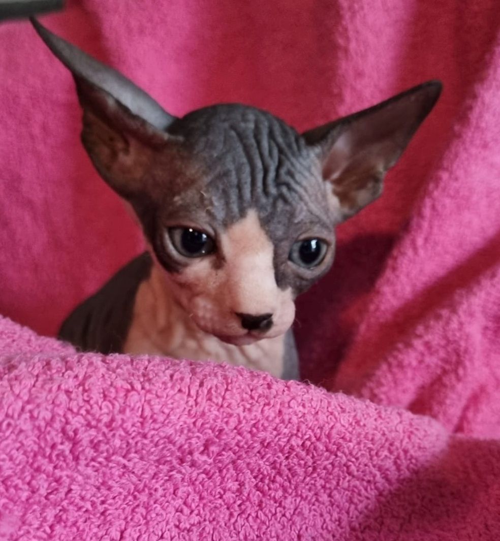 Sphynx Kitte Sphynx Kitte