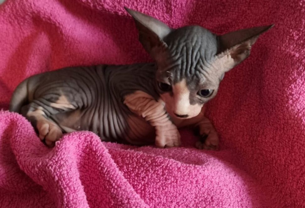 Sphynx Kitte Sphynx Kitte