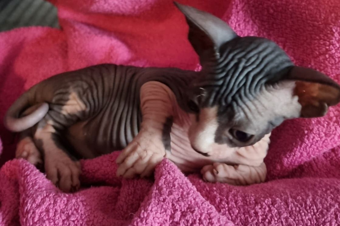Sphynx Kitte Sphynx Kitte