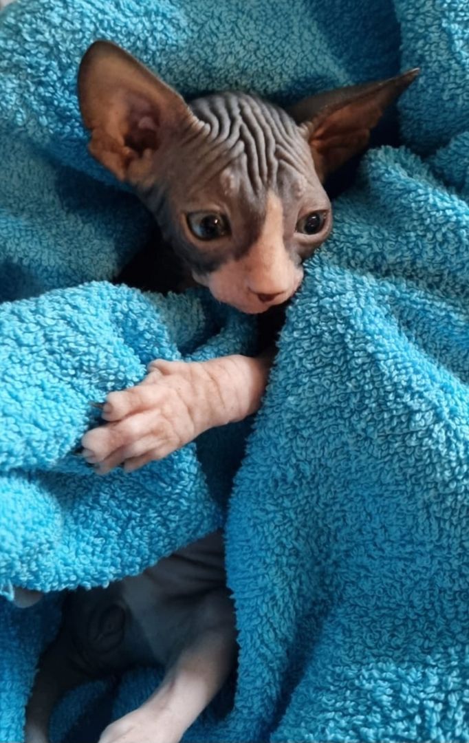 Sphynx Kitte Sphynx Kitte