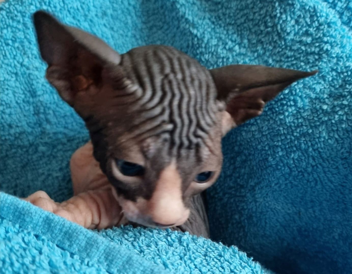 Sphynx Kitte Sphynx Kitte