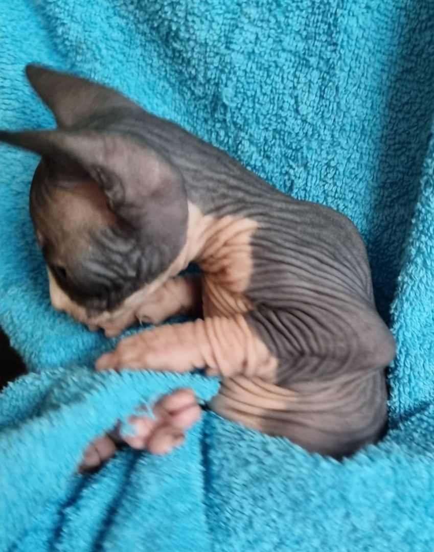 Sphynx Kitte Sphynx Kitte