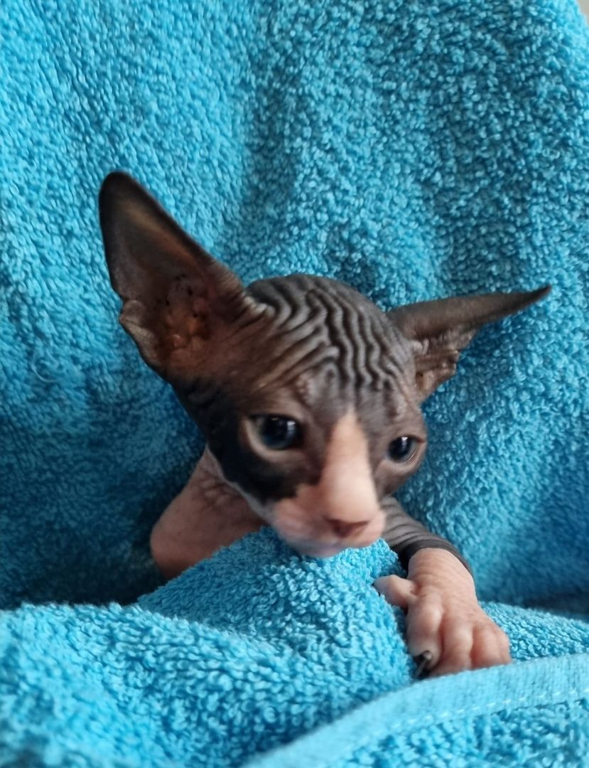 Sphynx Kitte Sphynx Kitte