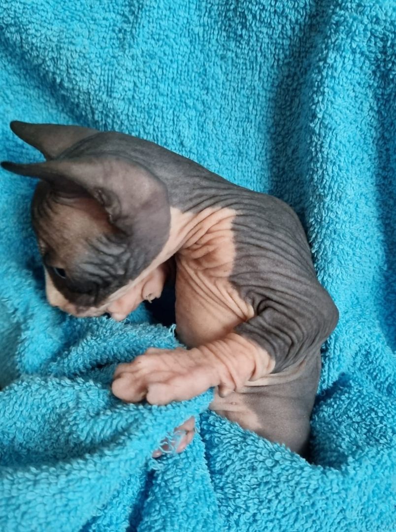 Sphynx Kitte Sphynx Kitte