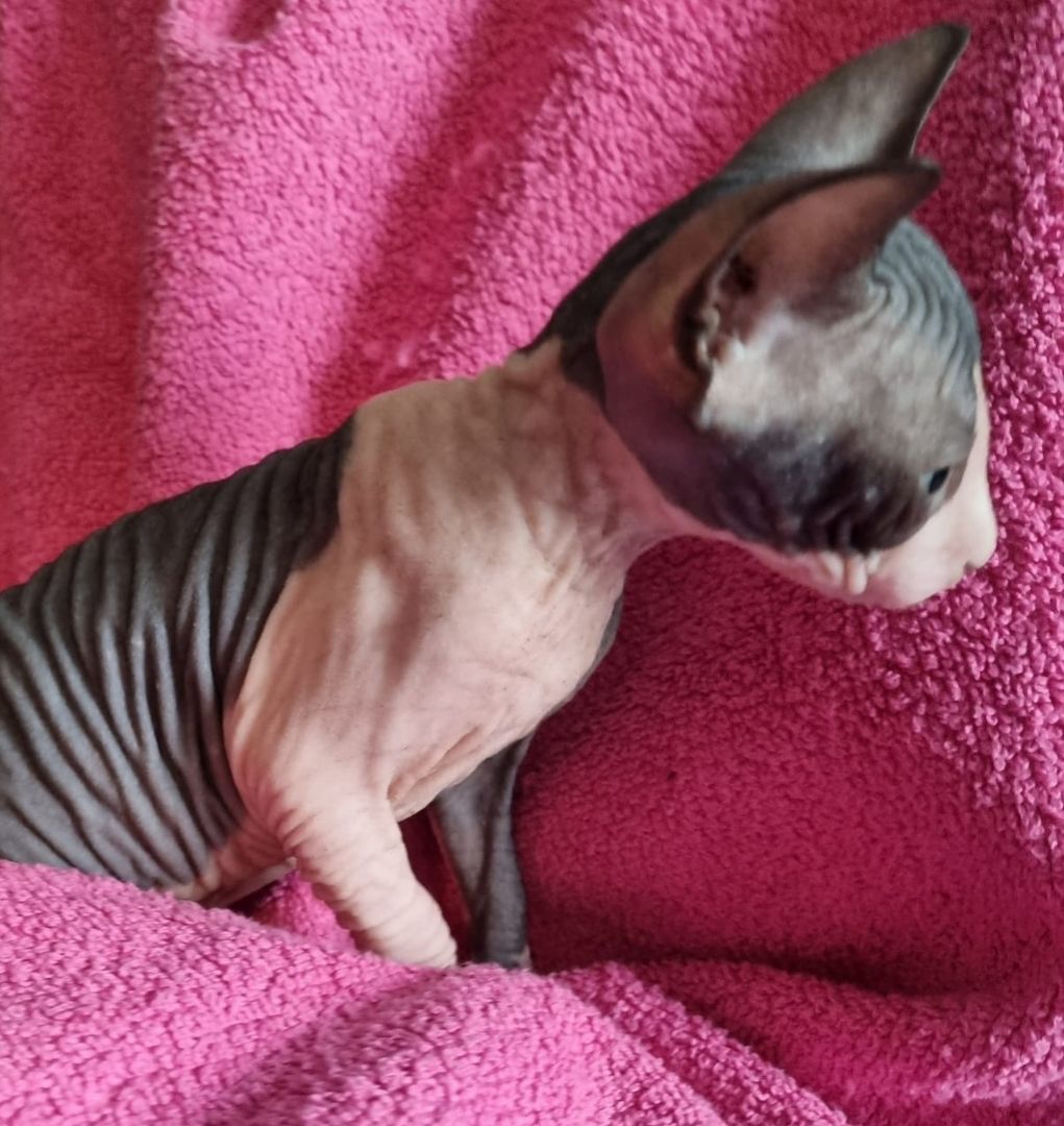 Sphynx Kitte Sphynx Kitte