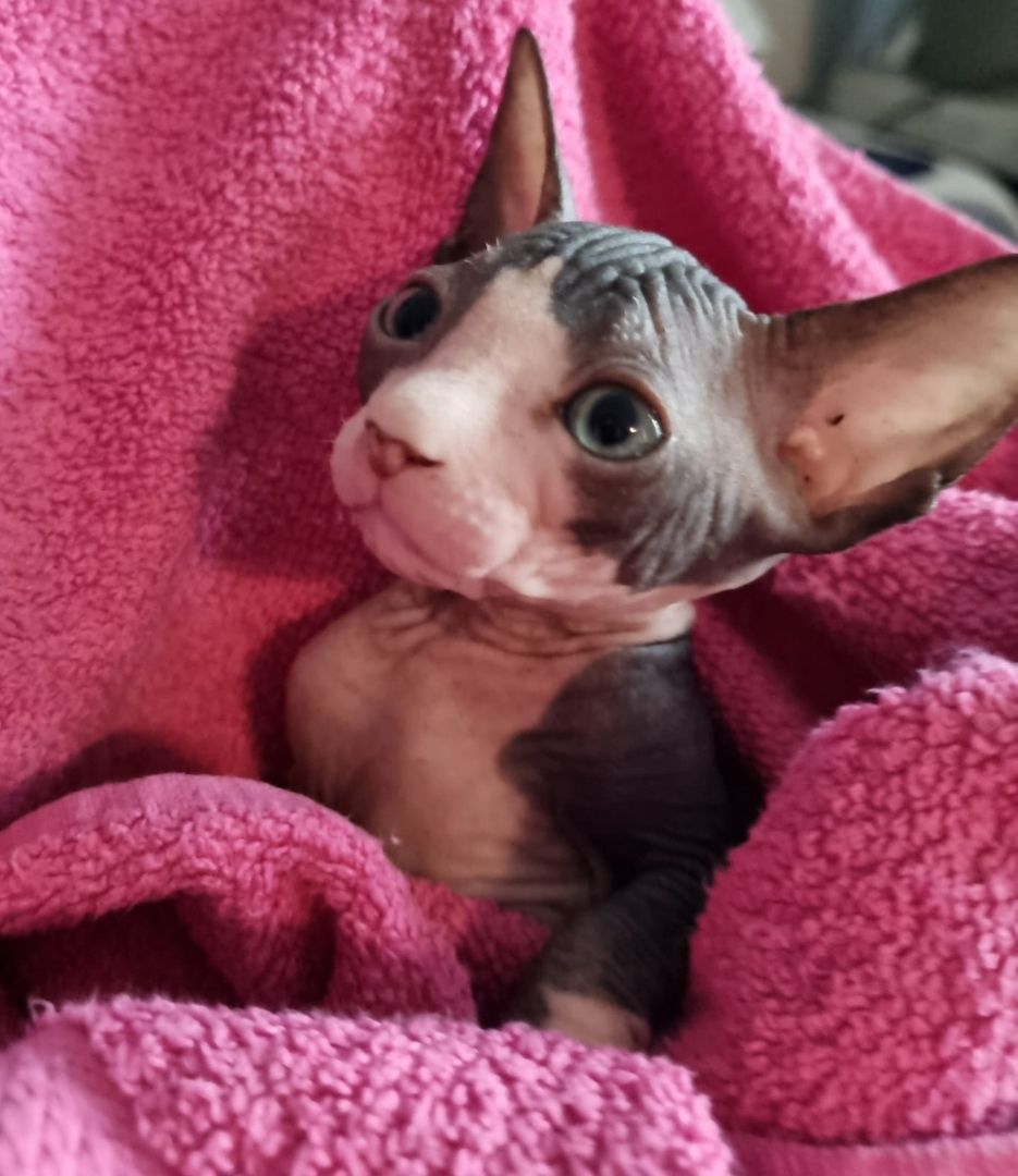 Sphynx Kitte Sphynx Kitte
