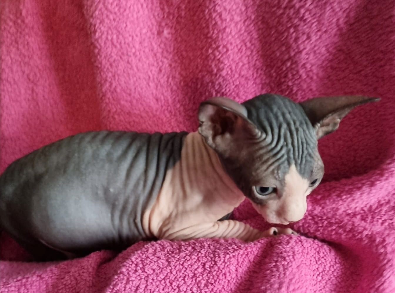 Sphynx Kitte Sphynx Kitte