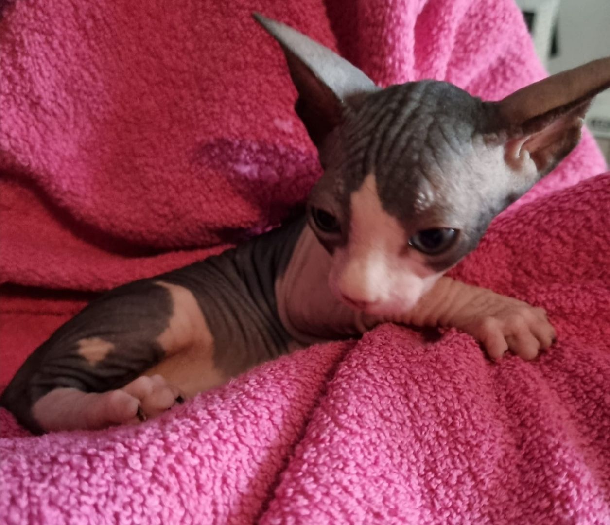 Sphynx Kitte Sphynx Kitte