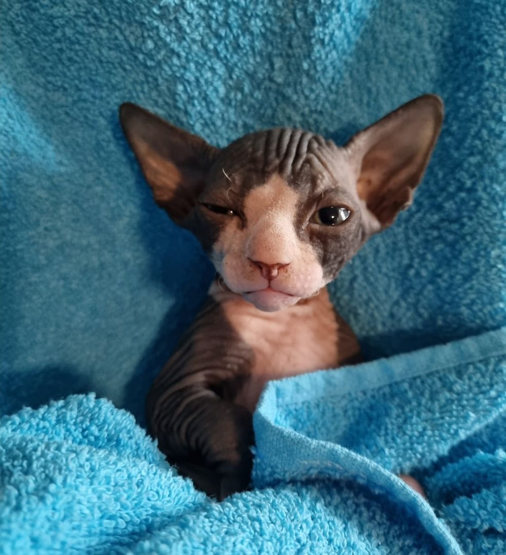 Sphynx Kitte Sphynx Kitte