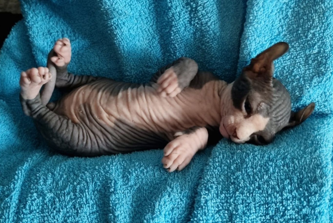 Sphynx Kitte Sphynx Kitte