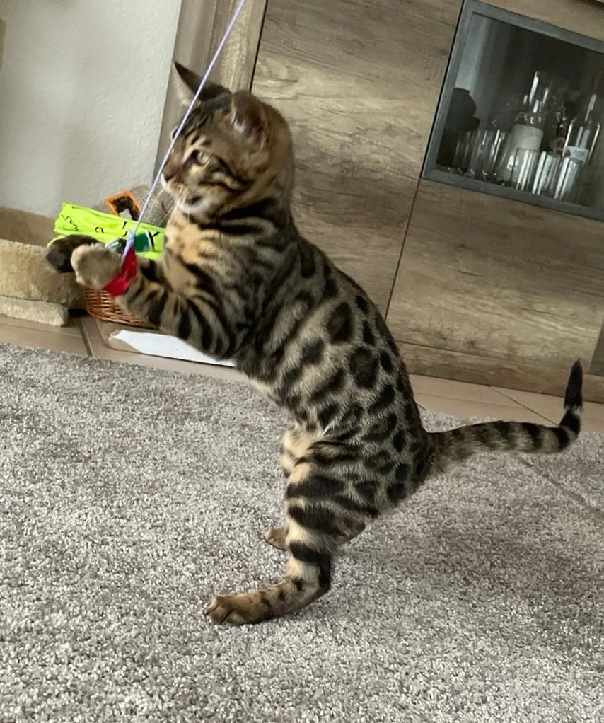 Bengalische Kater mit Stammbaum zu verkaufen