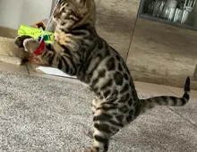 Bengalische Kater mit Stammbaum zu verkaufen