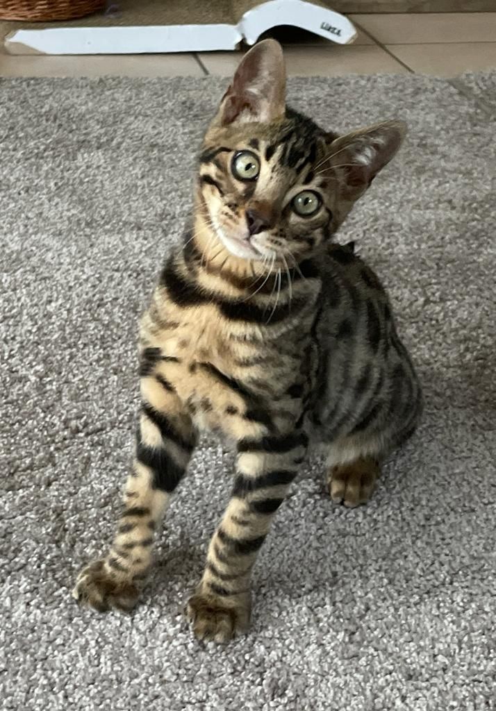 Bengalische Kater mit Stammbaum zu verkaufen