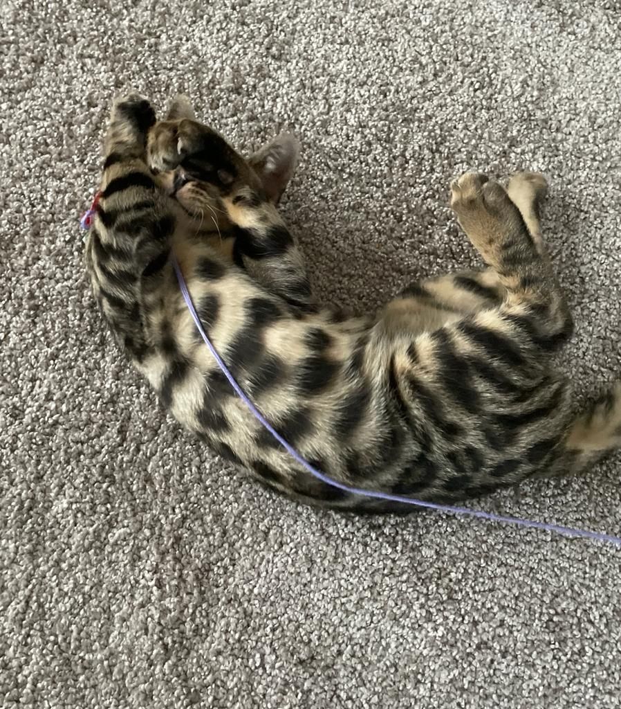Bengalische Kater mit Stammbaum zu verkaufen