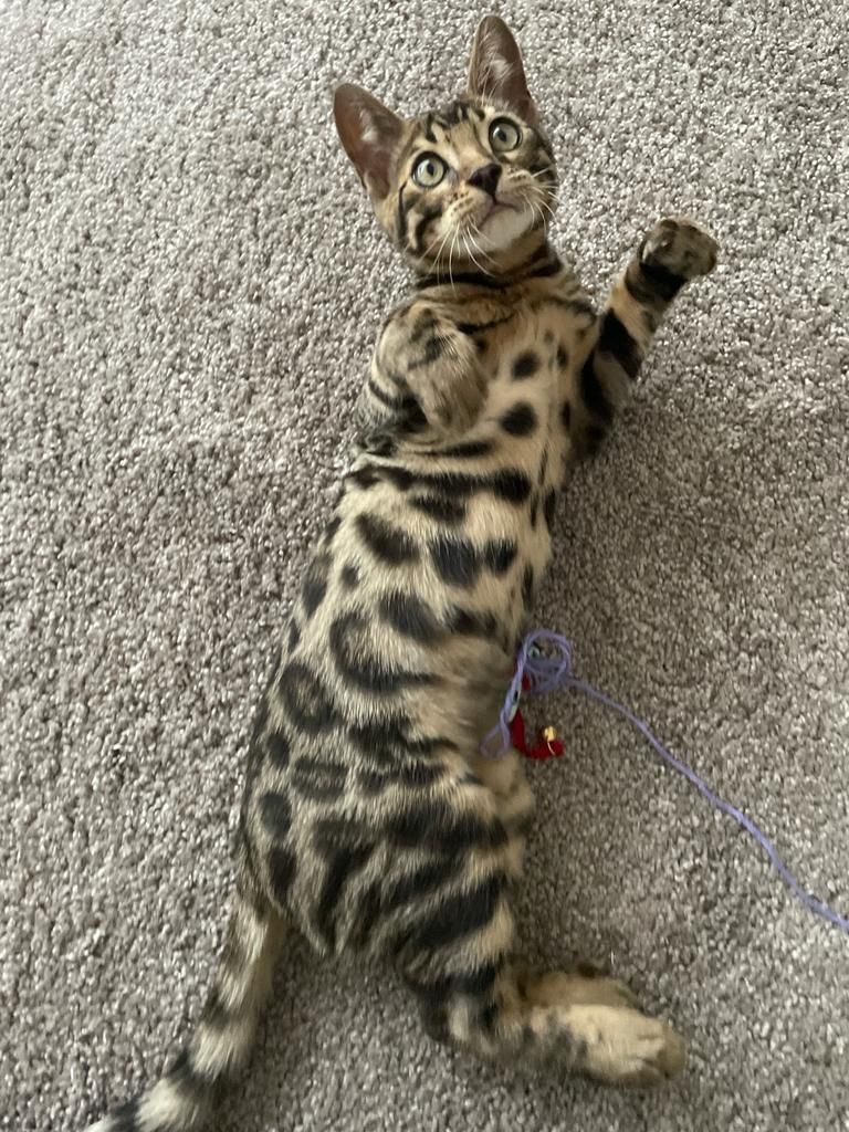 Bengalische Kater mit Stammbaum zu verkaufen