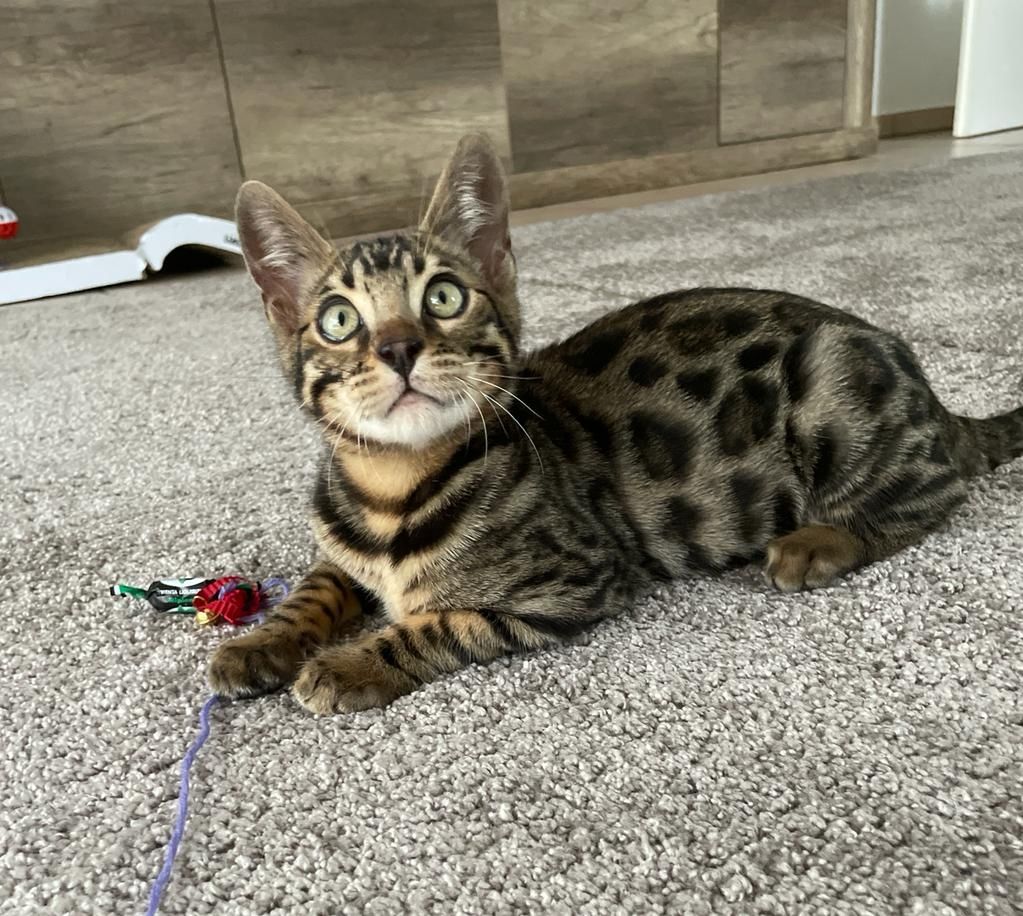 Bengalische Kater mit Stammbaum zu verkaufen