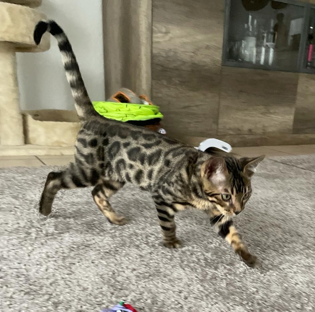 Bengalische Kater mit Stammbaum zu verkaufen