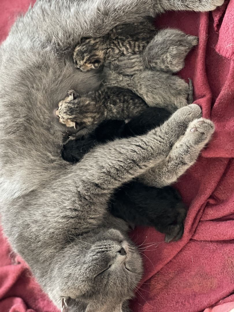 Britisch Kurzhaar kitten Britisch Kurzhaar kitten