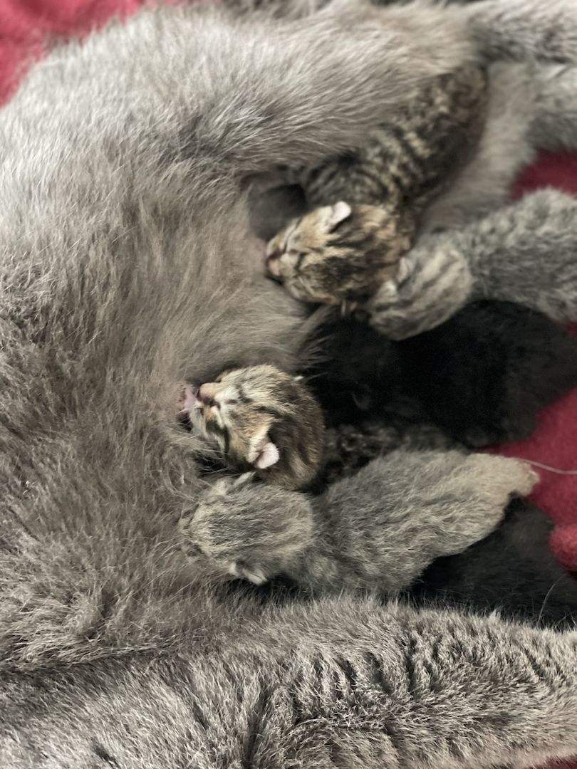 Britisch Kurzhaar kitten Britisch Kurzhaar kitten