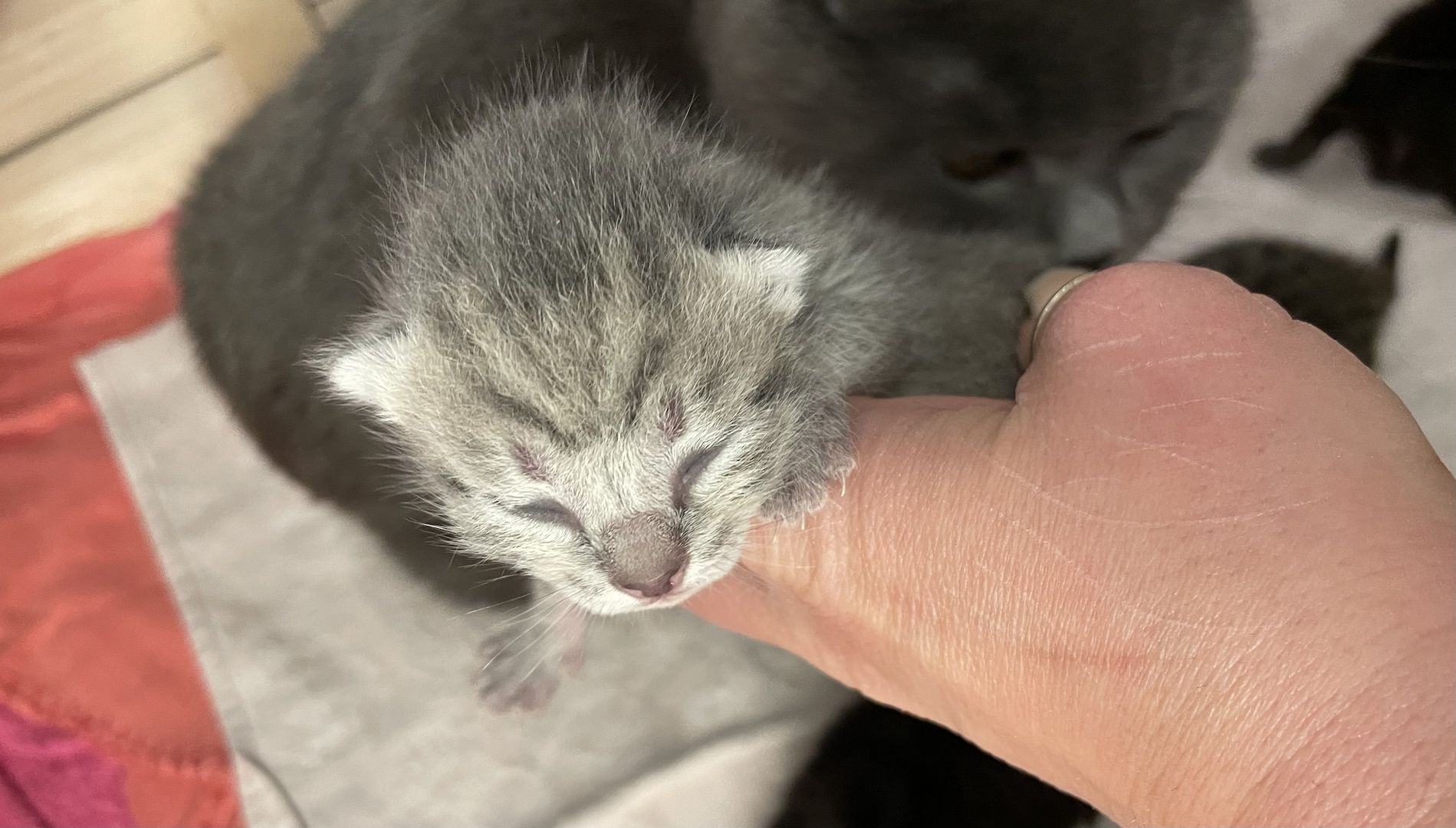 Britisch Kurzhaar kitten Britisch Kurzhaar kitten