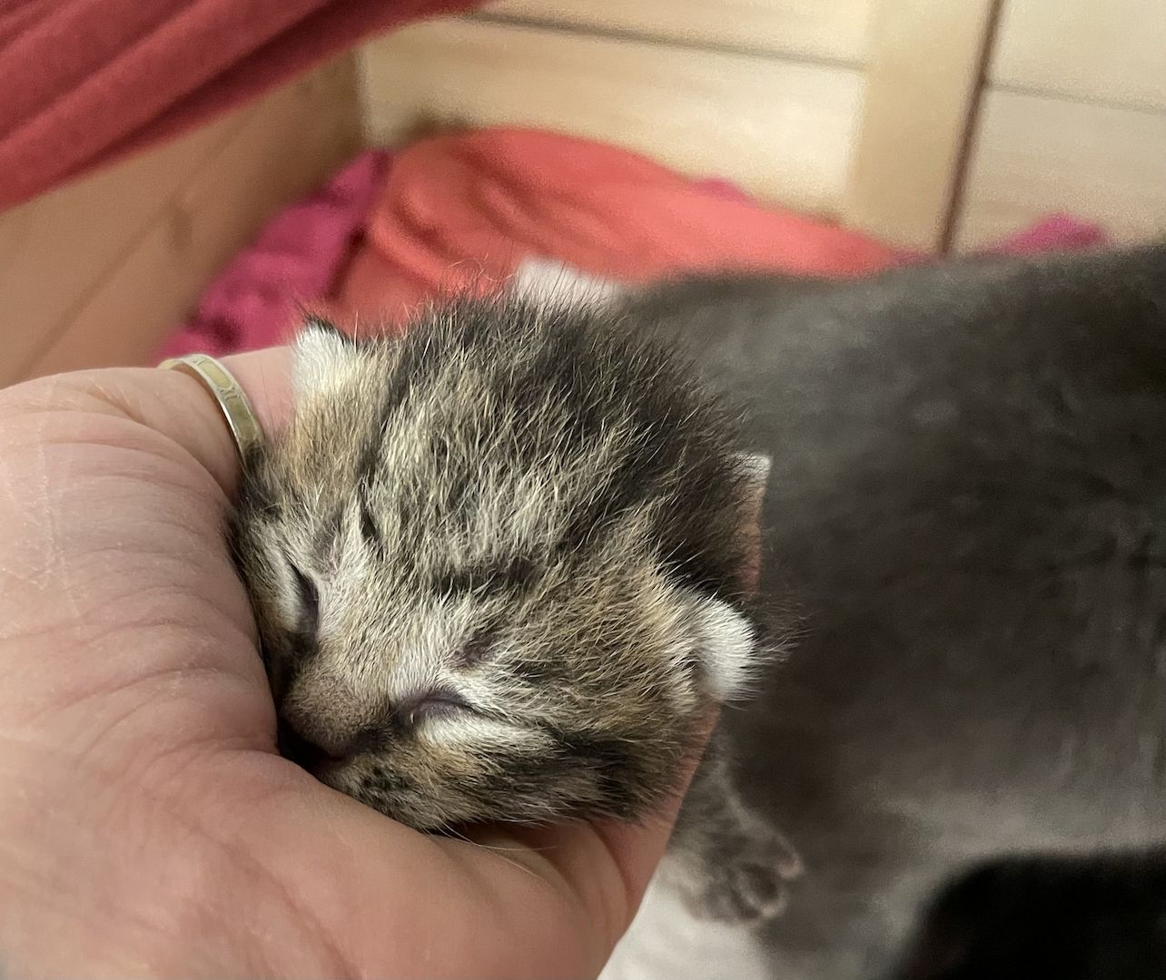 Britisch Kurzhaar kitten Britisch Kurzhaar kitten