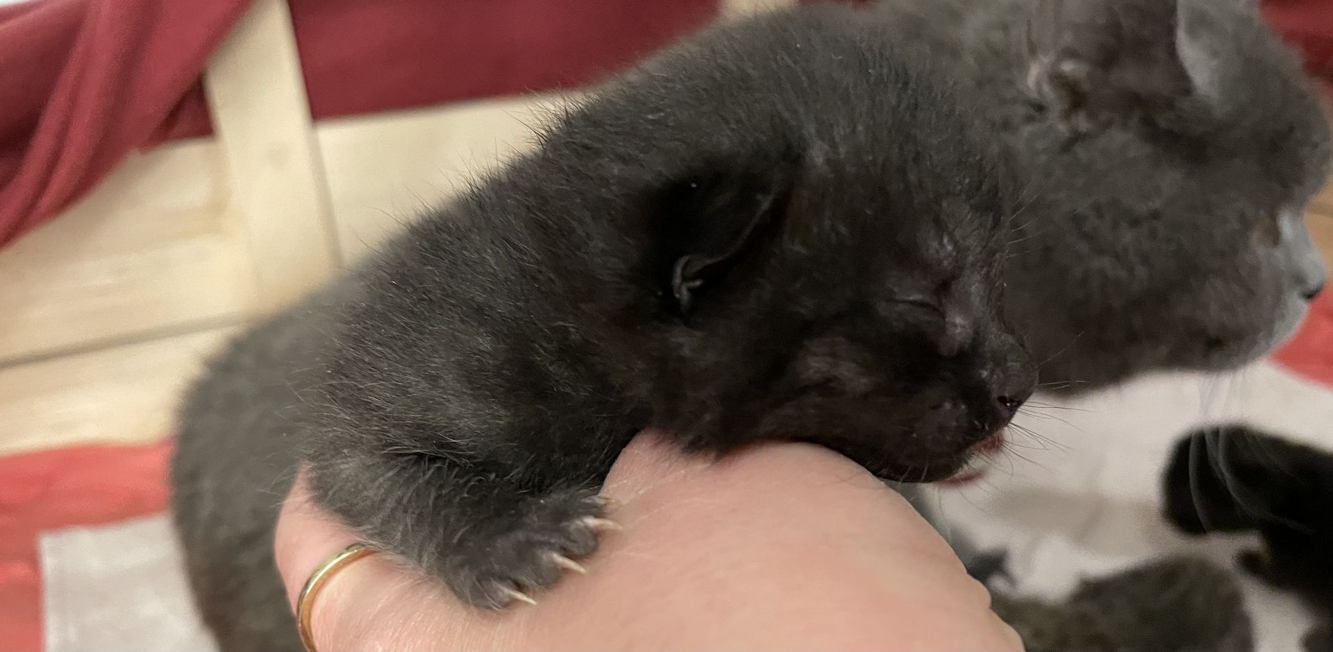 Britisch Kurzhaar kitten Britisch Kurzhaar kitten