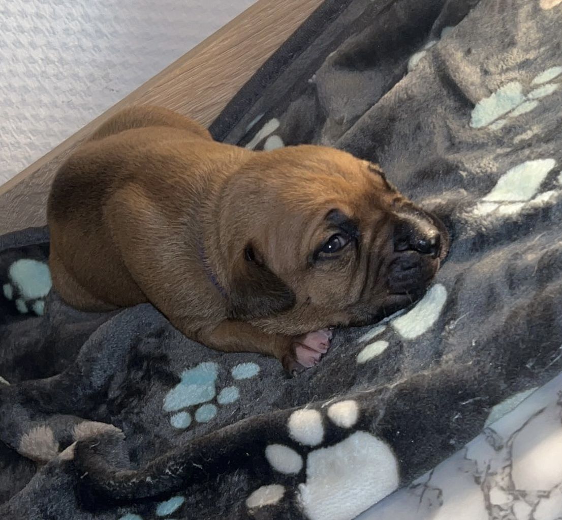 8 wunderschöne (Doggen Mix) Welpen  suchen ein schönes zu Hause