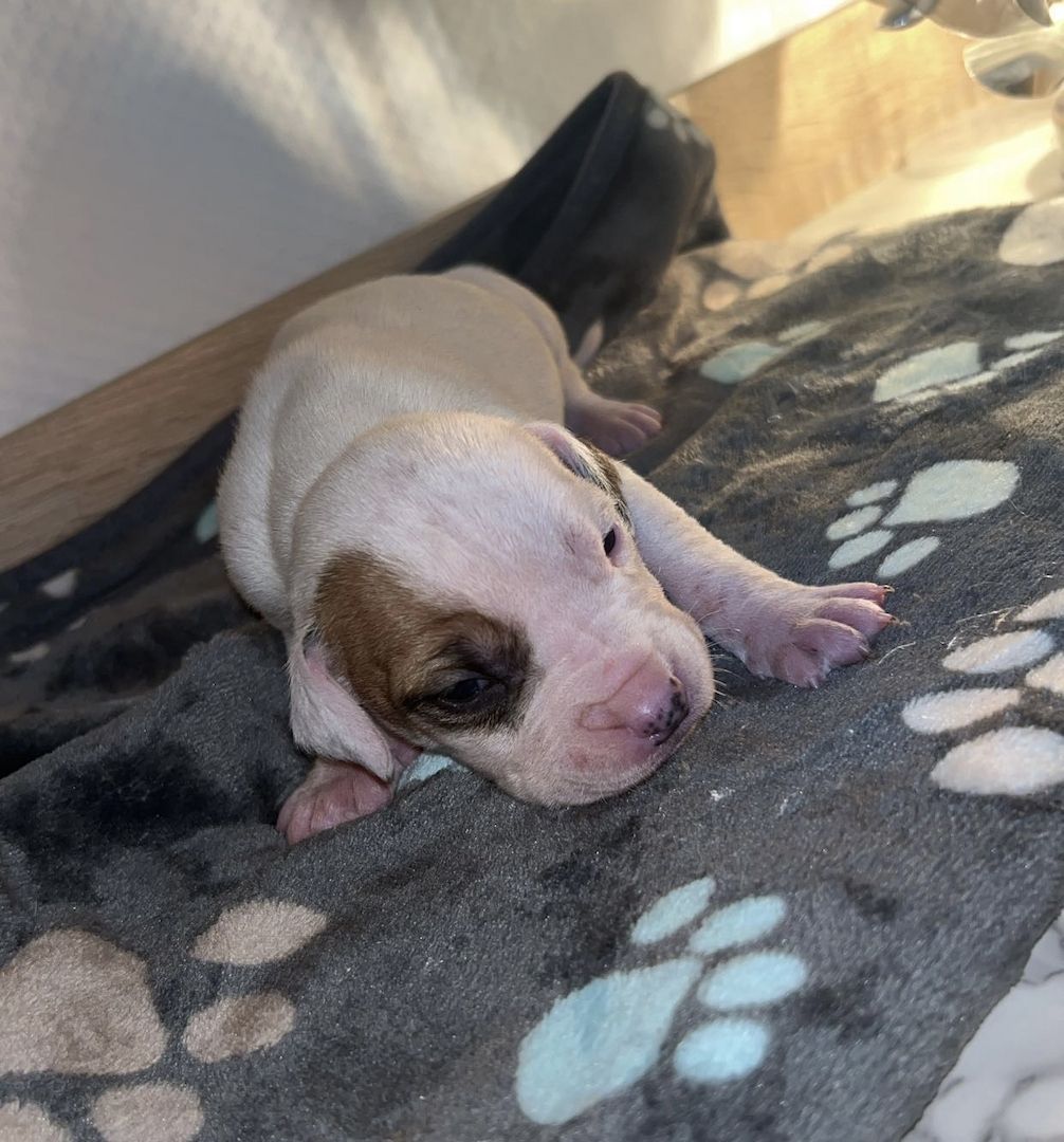 8 wunderschöne (Doggen Mix) Welpen  suchen ein schönes zu Hause