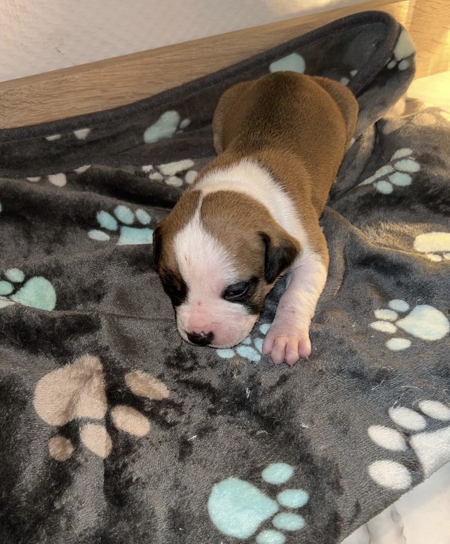 8 wunderschöne (Doggen Mix) Welpen  suchen ein schönes zu Hause