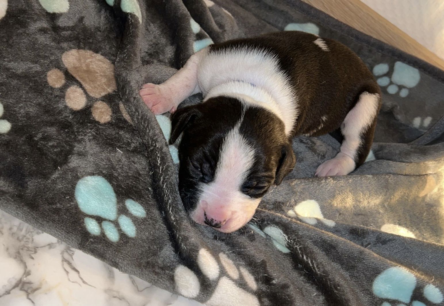 8 wunderschöne (Doggen Mix) Welpen  suchen ein schönes zu Hause