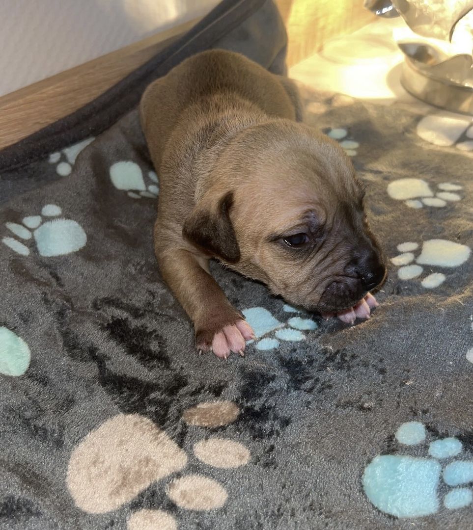 8 wunderschöne (Doggen Mix) Welpen  suchen ein schönes zu Hause