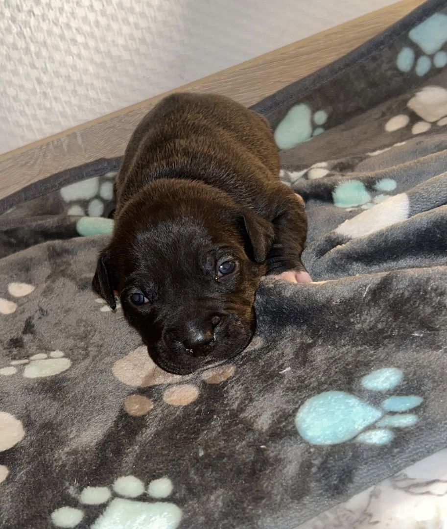 8 wunderschöne (Doggen Mix) Welpen  suchen ein schönes zu Hause