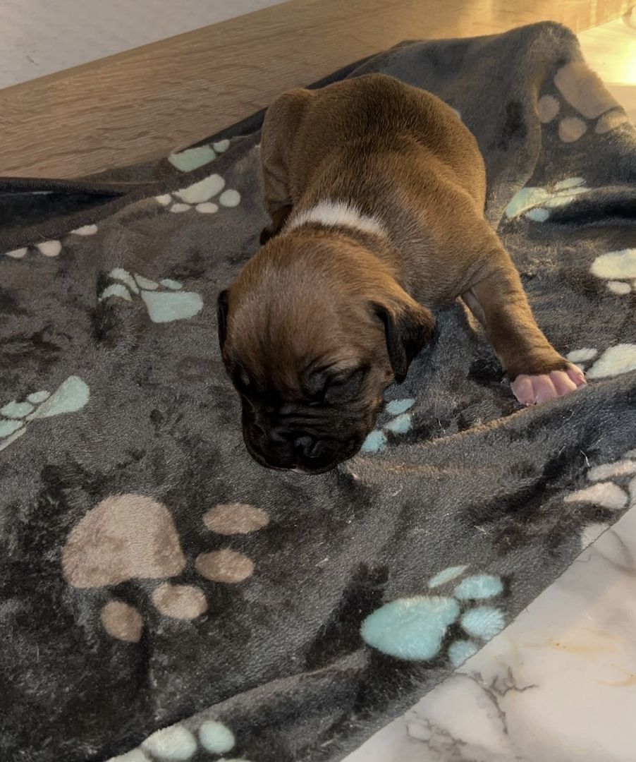 8 wunderschöne (Doggen Mix) Welpen  suchen ein schönes zu Hause