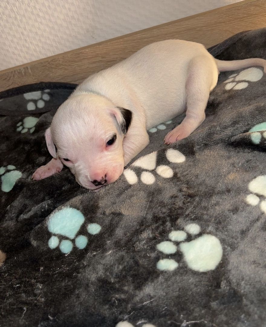 8 wunderschöne (Doggen Mix) Welpen  suchen ein schönes zu Hause