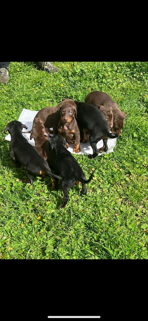 Dobermannwelpen Dobermannwelpen