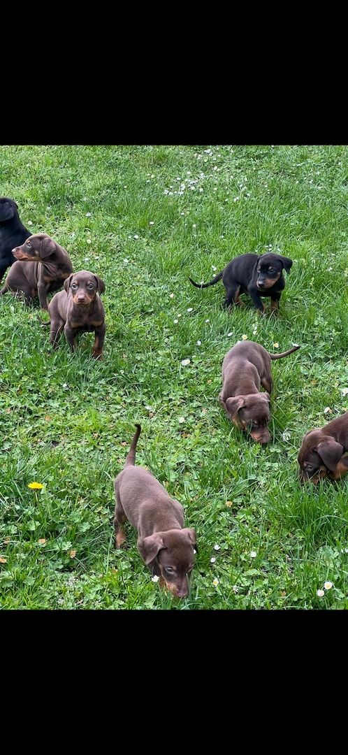 Dobermannwelpen Dobermannwelpen
