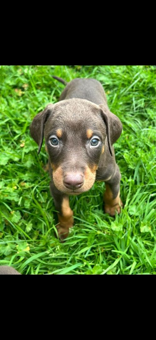 Dobermannwelpen Dobermannwelpen