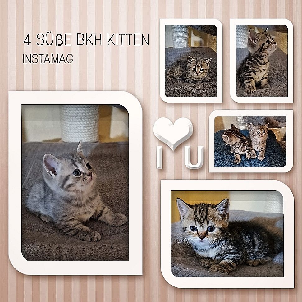 4 Bkh Kitten 2x Blue golden Tabby (1x Verkauft) & 2x Black golden Tabby classic (1x Verkauft)