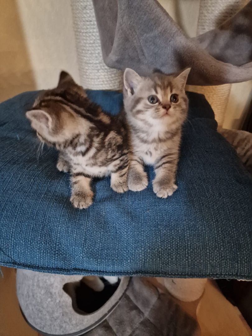 4 Bkh Kitten 2x Blue golden Tabby (1x Verkauft) & 2x Black golden Tabby classic (1x Verkauft)