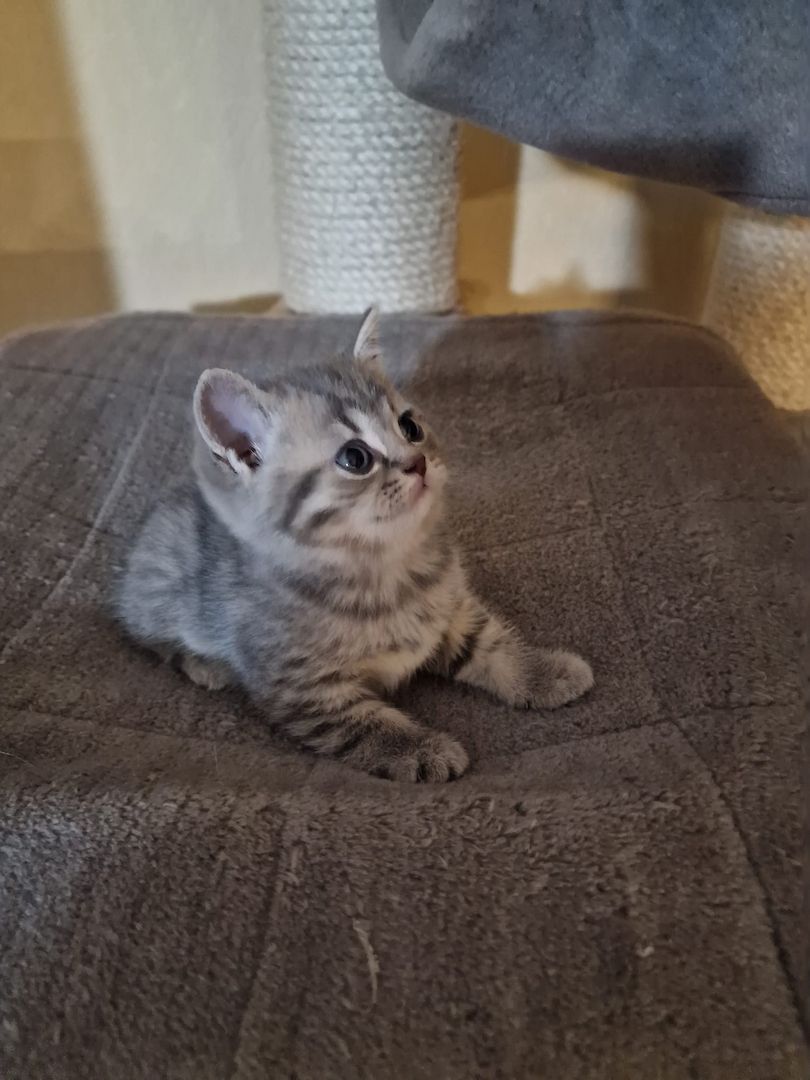4 Bkh Kitten 2x Blue golden Tabby (1x Verkauft) & 2x Black golden Tabby classic (1x Verkauft)