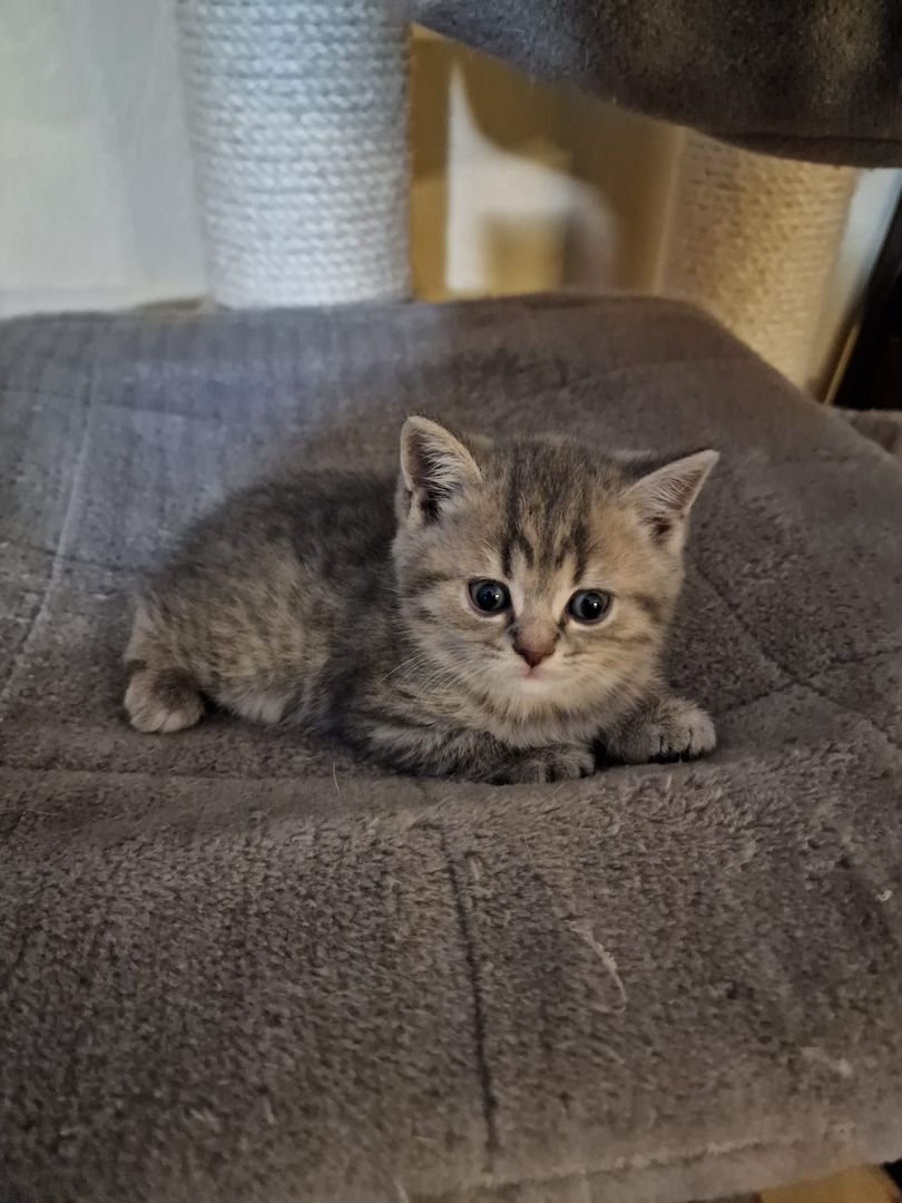 4 Bkh Kitten 2x Blue golden Tabby (1x Verkauft) & 2x Black golden Tabby classic (1x Verkauft)